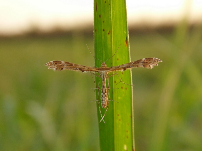 Lepidottero crocefisso.